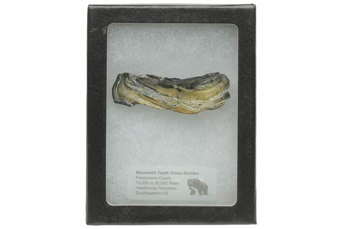 Mammoth Molar Slice with Case - South Carolina #217871
